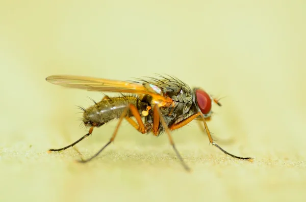 Fly On A Wood Plank — Stock Photo, Image
