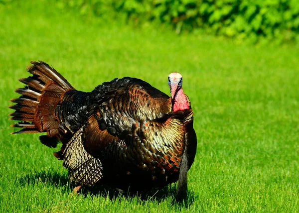 Wild turkey — Stockfoto