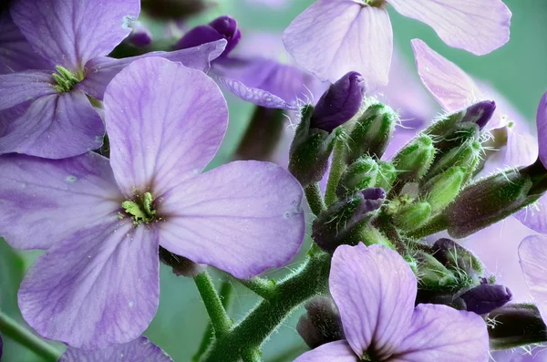 Pourpre fleur sauvage — Photo