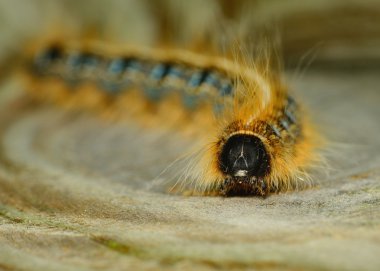 Tent Caterpillar