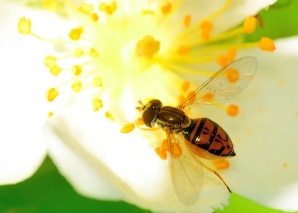 ¡Hoverfly! — Foto de Stock