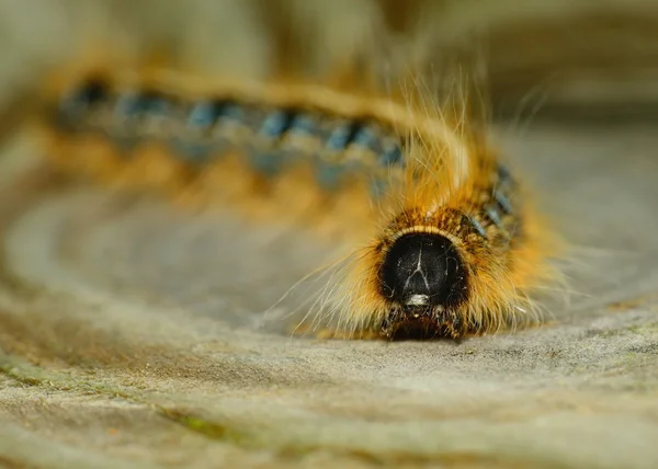 Tent caterpillar — Stockfoto