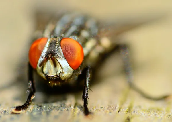 Fliege auf einem Holzbrett — Stockfoto