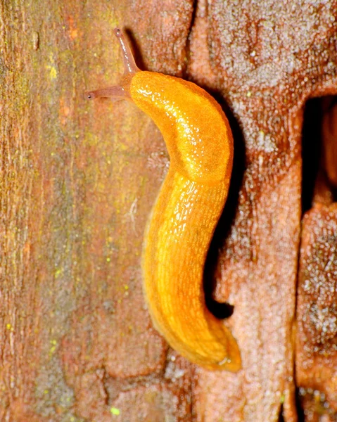 Slug — Stock Photo, Image