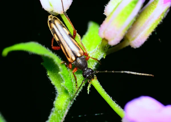 Scarabeo — Foto Stock