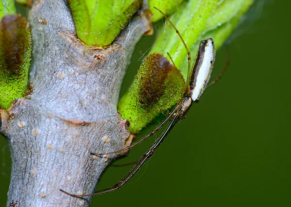 Araña tejedora de orbe de mandíbulas largas — Foto de Stock