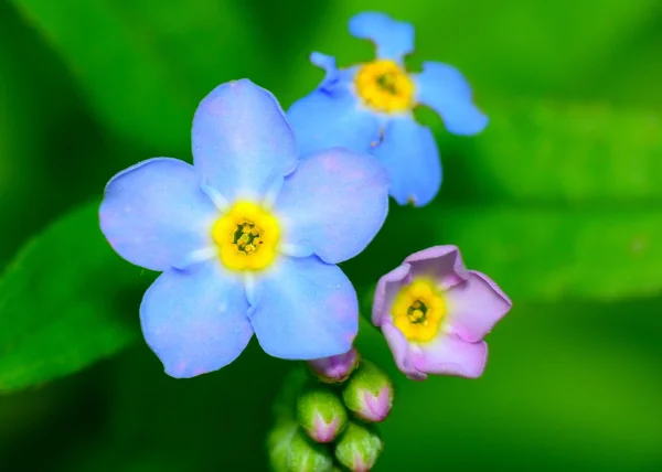 Vergeet me niet bloem — Stockfoto