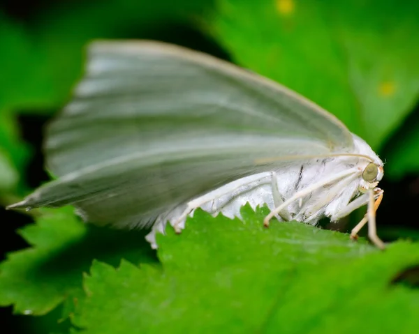 White Slant-line moth (Tetracis cachexiata) — Stock Photo, Image