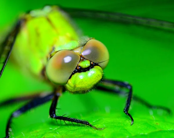 Dragonfly huvud — Stockfoto