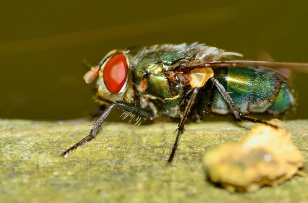 Yeşil şişe sineği — Stok fotoğraf
