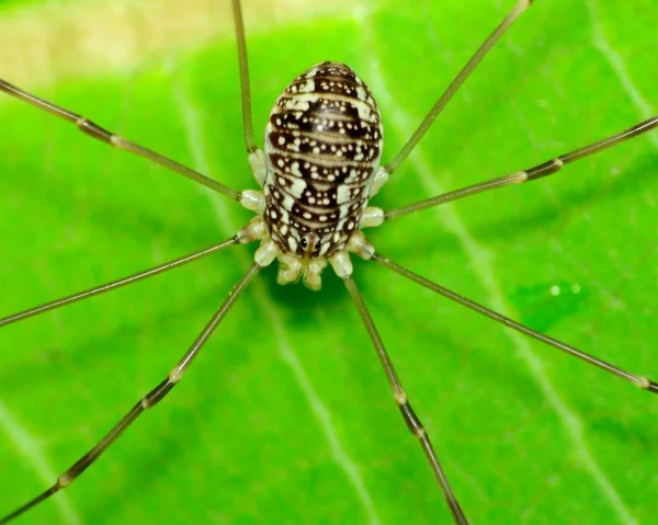 Araña cosechadora — Foto de Stock