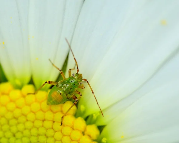 玷污的植物 bug 若虫 — 图库照片