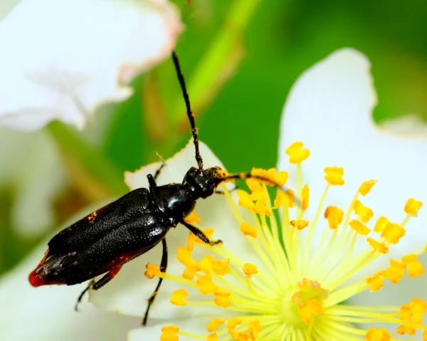 Soldier Beetle — Stock Photo, Image