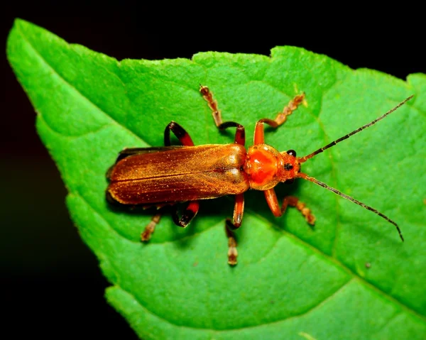 Katona beetle — Stock Fotó