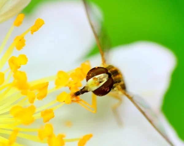 Hoverfly części jamy ustnej — Zdjęcie stockowe