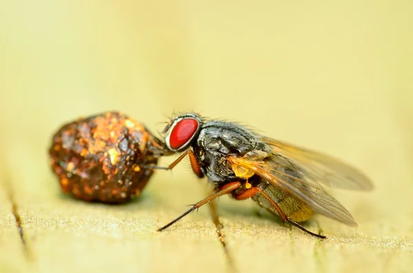 Volar en una bola de estiércol — Foto de Stock