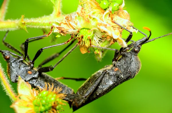 Black Stink Bugs — Stock Photo, Image