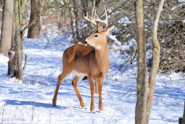 Whitetail Geyik buck