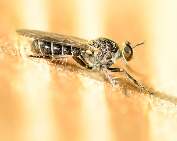 Soyguncu fly — Stok fotoğraf