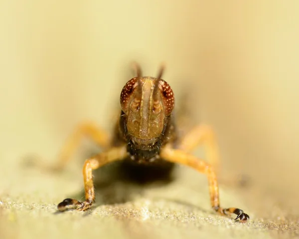 Gräshoppa — Stockfoto