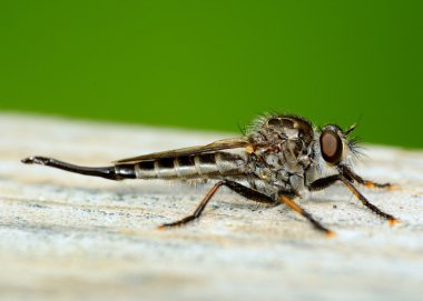 soyguncu fly