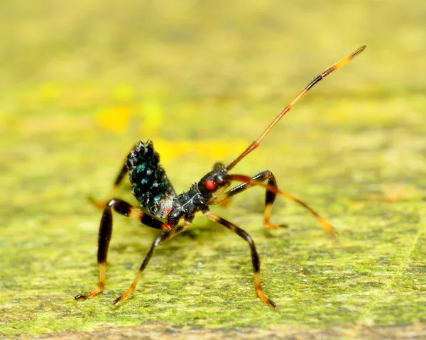 刺客 bug 若虫 — 图库照片