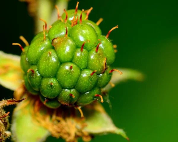 Mognande rasberry — Stockfoto