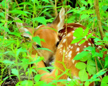 Yeni doğan whitetail geyik geyik yavrusu