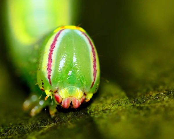 Saddled Prominent Caterpillar — Stock Photo, Image