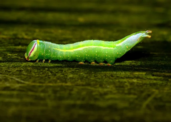 Opgezadeld prominente caterpillar — Stockfoto