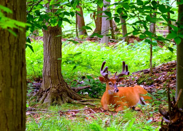 Whitetail Deer Buck In Velvet — Stock Photo, Image