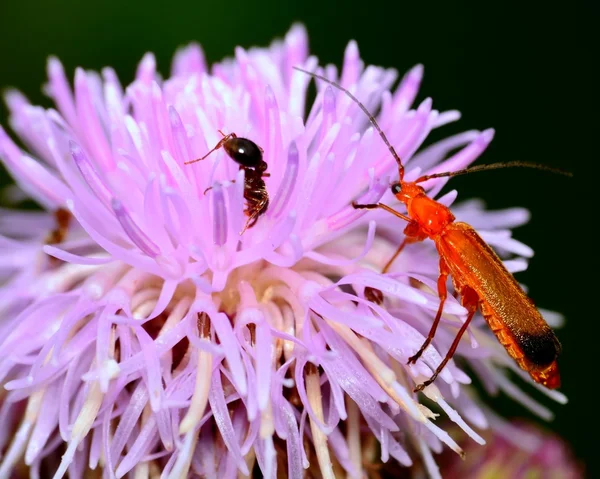 Soldier Beetle — Stock Photo, Image