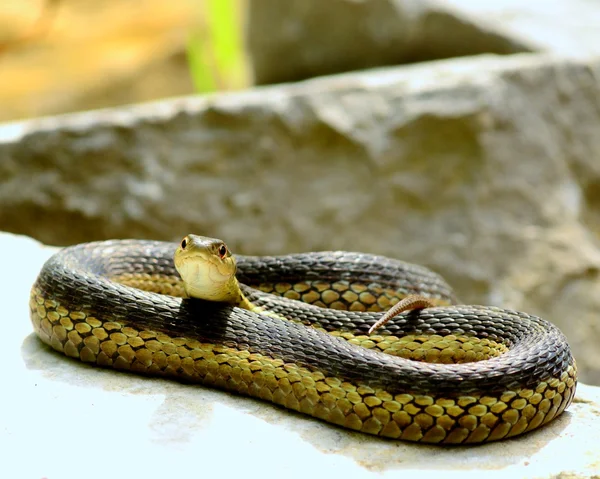 Змея подвязки — стоковое фото