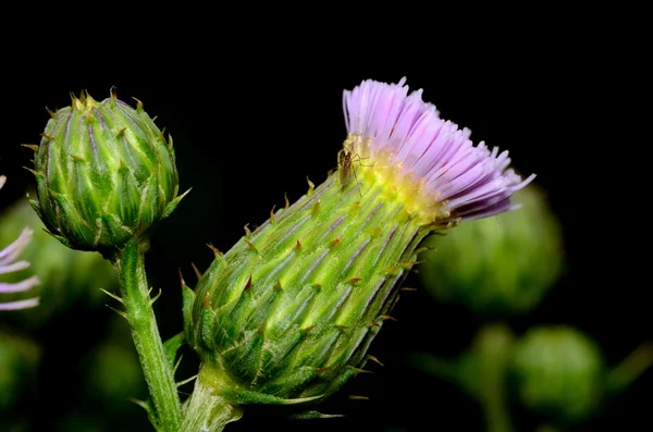 Distelblüte — Stockfoto