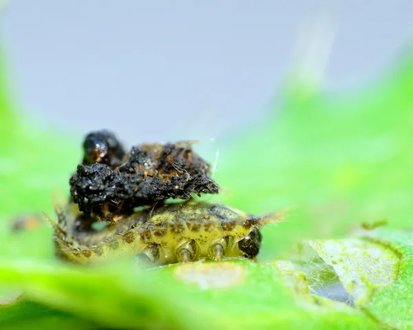 水飞蓟乌龟甲壳虫幼虫 — 图库照片