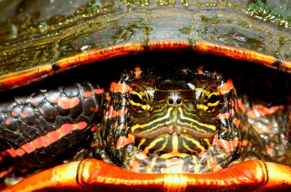 Painted Turtle Head — Stock Photo, Image