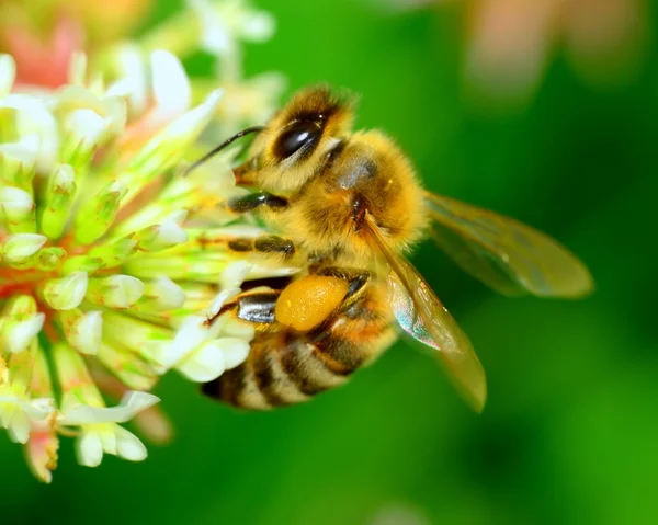 Abeja — Foto de Stock