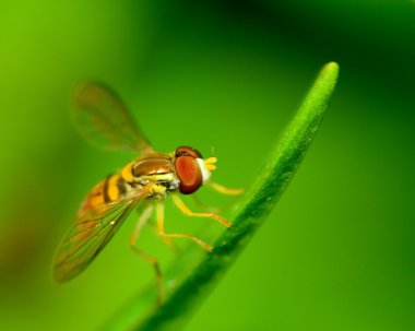 Hoverfly