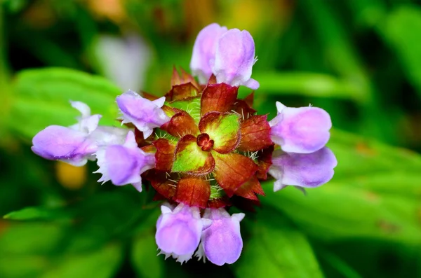 Selfheal Flower — Stock Photo, Image