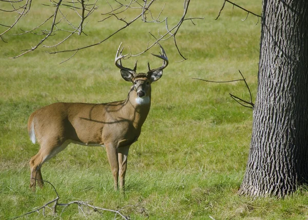 Whitetail-szarvas — Stock Fotó