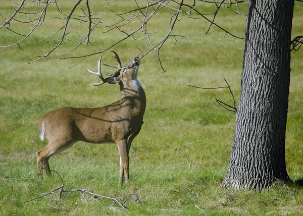 Whitetail-szarvas — Stock Fotó