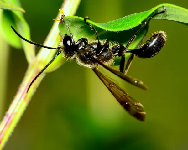 Black Wasp — Stock Photo, Image