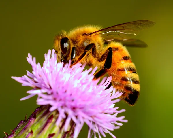 Abeille domestique — Photo