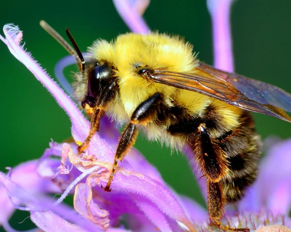 Bumble bee — Stok fotoğraf