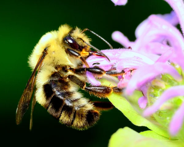 Abeja de bacalao — Foto de Stock