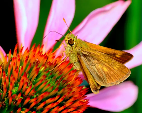 Skipper fjäril — Stockfoto