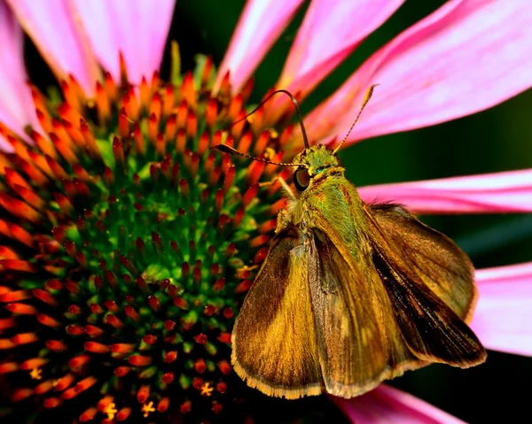 Kapitan motyl — Zdjęcie stockowe