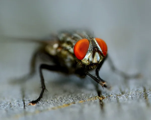 Fliegen auf eine Pflanze — Stockfoto