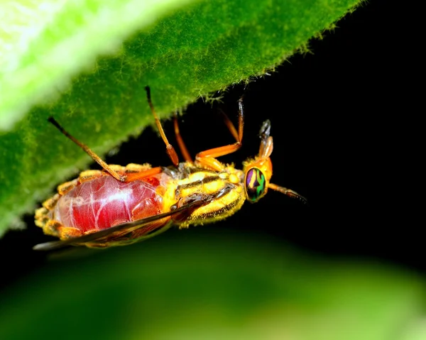 Jelen fly krev — Stock fotografie