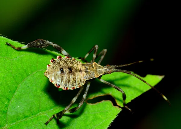 Escarabajo asesino — Foto de Stock